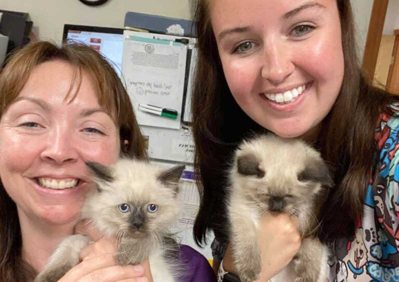 Carousel Slide 5: Cat care