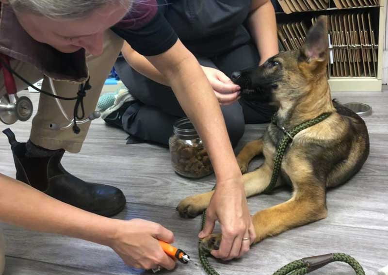 Carousel Slide 3: Dog veterinary care